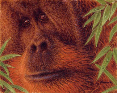Orangutan_700x554